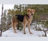Photo of Enzo, a Labrador Retriever, German Shepherd Dog, Golden Retriever, Australian Cattle Dog, and Collie mix