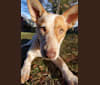 Rowan, an Australian Cattle Dog and German Shepherd Dog mix tested with EmbarkVet.com