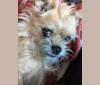 Buddy, a Chihuahua and Brussels Griffon mix tested with EmbarkVet.com