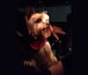 Dealer, a Yorkshire Terrier tested with EmbarkVet.com
