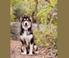 Photo of Kodiak (Koda), a Siberian Husky and Mixed mix in Rochester, Minnesota, USA