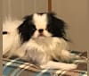 Lucy, a Japanese Chin tested with EmbarkVet.com