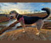 Photo of Zeus, a Miniature Schnauzer, Labrador Retriever, German Shepherd Dog, and Mixed mix in Springfield, Missouri, USA
