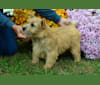 Lucy, a Norwich Terrier tested with EmbarkVet.com