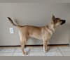 Berty, a German Shepherd Dog and Labrador Retriever mix tested with EmbarkVet.com