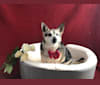 Midge, a Chihuahua and Australian Shepherd mix tested with EmbarkVet.com