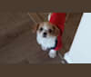 Sashi, a Pekingese and Chihuahua mix tested with EmbarkVet.com