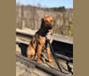 Mocha, a Labrador Retriever and Catahoula Leopard Dog mix tested with EmbarkVet.com