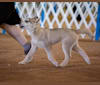 Madison, a Siberian Husky tested with EmbarkVet.com