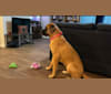 Photo of Zoey, a Saint Bernard and Mastiff mix in Alabama, USA
