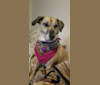 Thea, a Beagle and Chihuahua mix tested with EmbarkVet.com