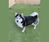 Photo of Ziyra, a Siberian Husky, Pomeranian, and American Eskimo Dog mix in 2191 Valentine Avenue, Pahrump, NV, USA
