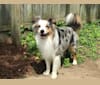 Taco, an Australian Shepherd Group tested with EmbarkVet.com