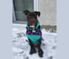 Hazel, an American Pit Bull Terrier and American Staffordshire Terrier mix tested with EmbarkVet.com