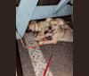 Luka, a German Shepherd Dog and Chihuahua mix tested with EmbarkVet.com