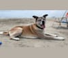 Chief, an Akita and Boxer mix tested with EmbarkVet.com