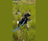 Baloo, an Arabian Village Dog tested with EmbarkVet.com