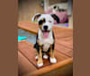 Riley, a Miniature/MAS-type Australian Shepherd and American Pit Bull Terrier mix tested with EmbarkVet.com