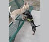 Shea, a Chihuahua and Rat Terrier mix tested with EmbarkVet.com