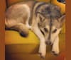 Thistle, a Siberian Husky and German Shepherd Dog mix tested with EmbarkVet.com