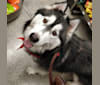 Efin, a Siberian Husky tested with EmbarkVet.com