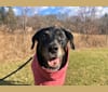 Gia, a Rottweiler and English Springer Spaniel mix tested with EmbarkVet.com