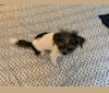 Nelly, a Shih Tzu and Chihuahua mix tested with EmbarkVet.com