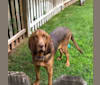 Willa, a Bloodhound tested with EmbarkVet.com