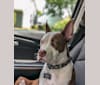 Puma, an American Pit Bull Terrier and American Staffordshire Terrier mix tested with EmbarkVet.com