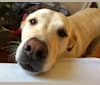 Bolt, a Labrador Retriever and American Pit Bull Terrier mix tested with EmbarkVet.com