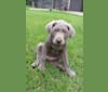 Indy, a Labrador Retriever tested with EmbarkVet.com