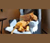 Rhu, a Chihuahua and Labrador Retriever mix tested with EmbarkVet.com