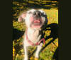 Photo of Zoey, an American Pit Bull Terrier  in New York, USA