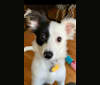 Maggie, a Russell-type Terrier and Pomeranian mix tested with EmbarkVet.com