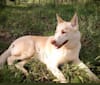 Kestrel, a Siberian Husky and Shetland Sheepdog mix tested with EmbarkVet.com