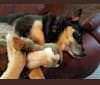 Taquito, a Siberian Husky and Australian Cattle Dog mix tested with EmbarkVet.com