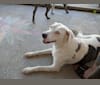 Luna, a Catahoula Leopard Dog and Alaskan Malamute mix tested with EmbarkVet.com