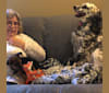 Photo of Speckles, a Llewellin Setter 