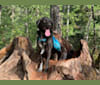 Guinness, a Labrador Retriever and Australian Cattle Dog mix tested with EmbarkVet.com