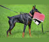 Becca IGP 2 WAC CGC, a Doberman Pinscher tested with EmbarkVet.com