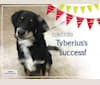 Tyberius, an Australian Shepherd and Border Collie mix tested with EmbarkVet.com