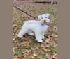 Watson, a Miniature Schnauzer tested with EmbarkVet.com