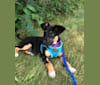 Ellie, an Australian Cattle Dog and Labrador Retriever mix tested with EmbarkVet.com