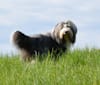 Photo of Hadrian, a Bearded Collie  in Alfred, ME, USA