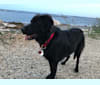 Henry, a Labrador Retriever and Chinese Shar-Pei mix tested with EmbarkVet.com