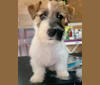 Sweety, a Russell-type Terrier tested with EmbarkVet.com