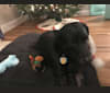Pippi, a Staffordshire Terrier and Labrador Retriever mix tested with EmbarkVet.com