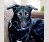 Millie, a German Shepherd Dog and Labrador Retriever mix tested with EmbarkVet.com