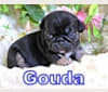 Gouda a dog tested with EmbarkVet.com