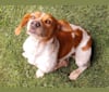 Pica, a Brittany and Beagle mix tested with EmbarkVet.com